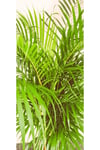 AREKA PALMİYESİ İTHAL HOLLANDA ÜRETİMİ SALON BİTKİSİ 170 CM