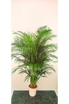 AREKA PALMİYESİ İTHAL HOLLANDA ÜRETİMİ SALON BİTKİSİ 170 CM