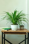 Askılı Kurdele çiçeği (spider plant - Chlorophytum)