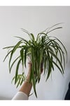 Askılı Kurdele çiçeği (spider plant - Chlorophytum)