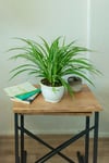 Askılı Kurdele çiçeği (spider plant - Chlorophytum)
