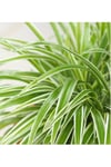 Askılı Kurdele çiçeği (spider plant - Chlorophytum)