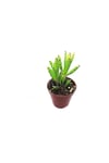 Aşkın Gözyaşı Fidanı 10-20 cm
