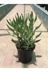 Aşkın Gözyaşları Çiçeği Kalanchoe Daigremontiana Echeveria 15-25 Cm
