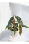 Banyo bitkisi çilli begonya dekoratif saksıda