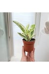 Banyo Bitkisi Peperomia Obtusifolia Variegata Umut Bitkisi