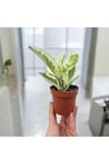 Banyo Bitkisi Peperomia Obtusifolia Variegata Umut Bitkisi