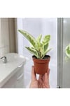 Banyo Bitkisi Peperomia Obtusifolia Variegata Umut Bitkisi