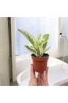 Banyo Bitkisi Peperomia Obtusifolia Variegata Umut Bitkisi
