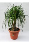 Beaucarnea Recurvata Nolina Bitkisi