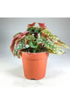 Begonia Maculata Çilli Begonya (7 Cm Saksıda) Nadir Sıra Dışı Kaktüs, Sukulent Ve Bitkiler