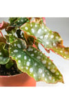 Begonia Maculata Çilli Begonya (7 Cm Saksıda) Nadir Sıra Dışı Kaktüs, Sukulent Ve Bitkiler