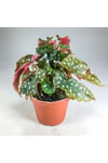 Begonia Maculata Çilli Begonya (7 Cm Saksıda) Nadir Sıra Dışı Kaktüs, Sukulent Ve Bitkiler