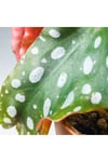 Begonia Maculata Çilli Begonya (7 Cm Saksıda) Nadir Sıra Dışı Kaktüs, Sukulent Ve Bitkiler