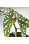 Begonia Maculata Çilli Begonya (8.5 Cm Saksıda) Nadir Begonya Türü