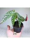 Begonia Maculata Çilli Begonya (8.5 Cm Saksıda) Nadir Begonya Türü
