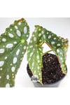 Begonia Maculata Çilli Begonya (8.5 Cm Saksıda) Nadir Begonya Türü