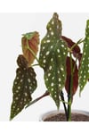 Begonia Maculata - Çilli Begonya Mini - Ev Ofis Salon Iç Mekan Bitkisi - Ø:7 Cm - H:15 Cm