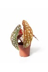 Begonia Maculata - Çilli Begonya Mini - Ev Ofis Salon Iç Mekan Bitkisi - Ø:7 Cm - H:15 Cm