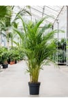 Belcebotanik Areka Palmiyesi - Areca Lutuescens Ithal 100-120 Cm