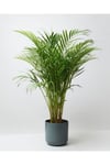 Belcebotanik Areka Palmiyesi - Areca Lutuescens Ithal 100-120 Cm