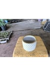 Beton orkide bonsai ve aranjman saksısı