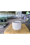 Beton orkide bonsai ve aranjman saksısı