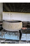 Beton orkide bonsai ve aranjman saksısı