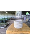 Beton orkide bonsai ve aranjman saksısı