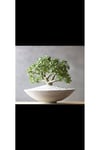 Beyaz oval taş saksıda para bonsai ağacı