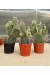 Beyaz Tavşan Kulağı Kaktüs Büyük Boy - Opuntia Kaktüs 8.5 cm Saksı
