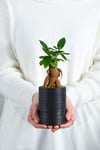 Big Cylinder Serisi Black Ficus Bonsai