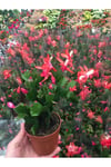 Bol Köklü Yılbaşı Çiçeği ( Schlumbergera )