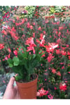 Bol Köklü Yılbaşı Çiçeği ( Schlumbergera )