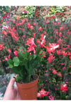 Bol Köklü Yılbaşı Çiçeği ( Schlumbergera )