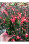 Bol Köklü Yılbaşı Çiçeği ( Schlumbergera )