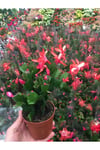Bol Köklü Yılbaşı Çiçeği ( Schlumbergera )