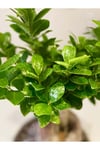 Bonsai 5 yaşında dekoratif saksıda ficus bonsai ev ve ofis bitkisi