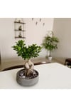 Bonsai 5 yaşında dekoratif saksıda ficus bonsai ev ve ofis bitkisi