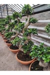 Bonsai Ağaç Bitki S Gövde Shape 80 Cm