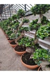 Bonsai Ağaç Bitki S Gövde Shape 80 Cm