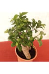 Bonsai – Canlı Saksılı Minyatür Ağaç 20-30cm (İç Mekâna Uygun / Estetik ve Anlamlı Bitki)