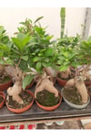 Bonsai – Canlı Saksılı Minyatür Ağacı 20-30cm (İç Mekâna Uygun / Estetik ve Anlamlı Bitki)