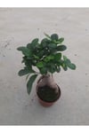 Bonsai – Canlı Saksılı Minyatür Ağacı 20-30cm (İç Mekâna Uygun / Estetik ve Anlamlı Bitki)