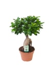 Bonsai Ficus 'ginseng' M