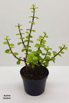 Bonsai Yeşim Ağacı Portulacaria Afra Sukulent 10cm Saksıda Uzunluk 30-35 Cm Arasıdır
