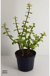 Bonsai Yeşim Ağacı Portulacaria Afra Sukulent 10cm Saksıda Uzunluk 30-35 Cm Arasıdır