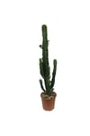 Büyük Boy Kovboy Kaktüs - Euphorbia Ingens (100 Cm)