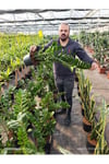 Büyük Boy Zamioculcas ZZ Bitkisi – Zamia Salon Çiçeği Canlı Dekoratif İç Mekan Bitkisi