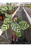 Calathea Makoyana Dua Çiçeği - Özel Formlu İthal Tropikal Bitki - Ev Ofis Hediyesi Canlı Çiçek
